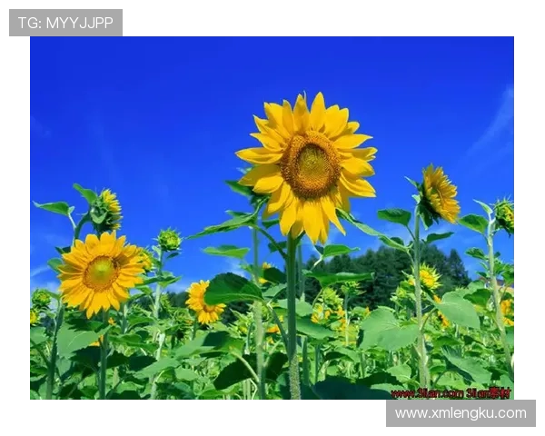 我们像葵花：追逐阳光，绽放生命的色彩
